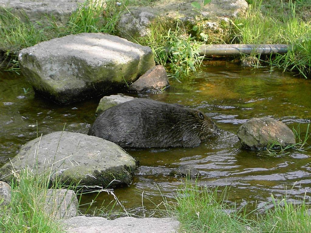 Ferienwohnung Brunner - Haus Am See Nagel Buitenkant foto